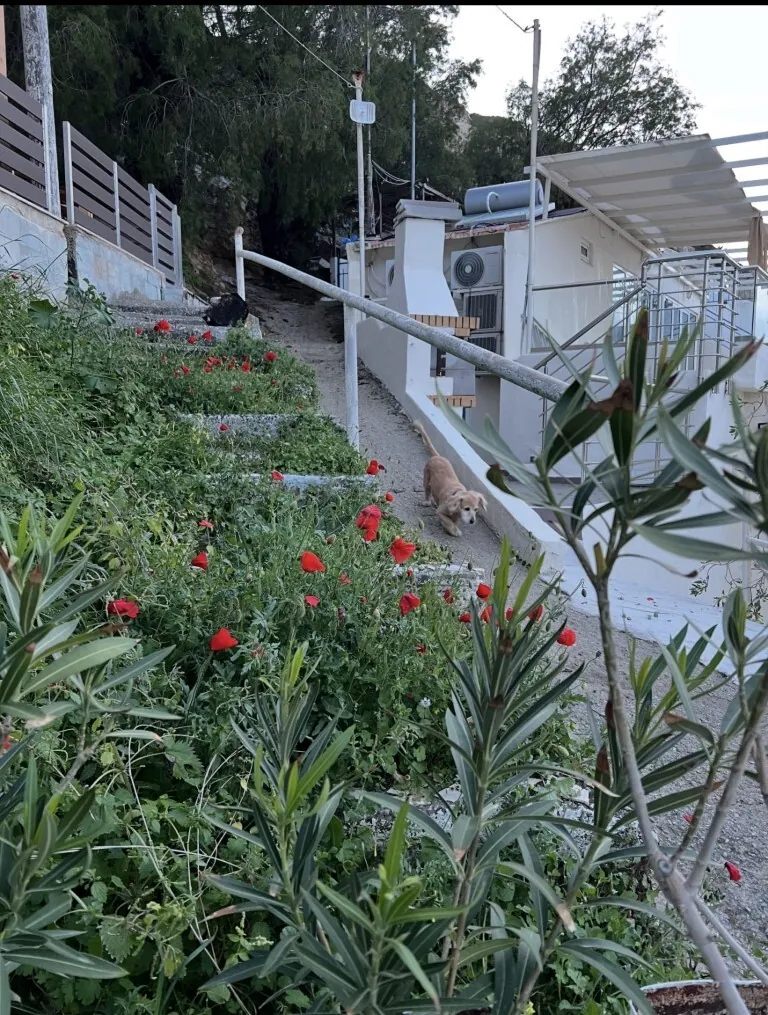 Villa 33 m² in Crete - 3